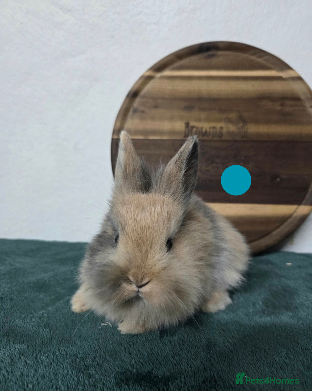 Mini Lion Lop rabbits Lion-Lop kits - Advert 2