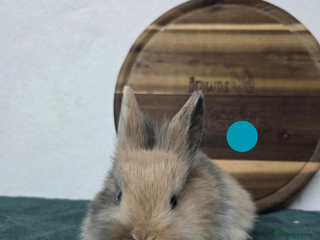 Mini Lion Lop rabbits Lion-Lop kits - Advert 7