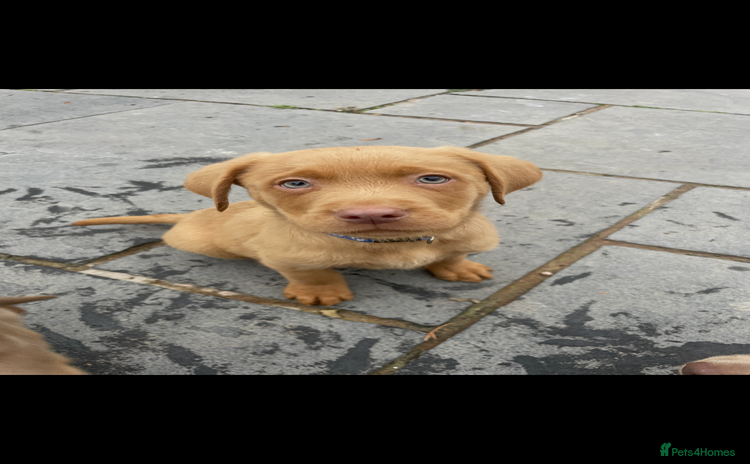 Labrador Retriever dogs - Advert 3