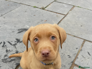 Labrador Retriever dogs - Advert 2