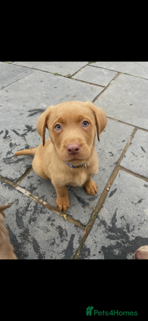 Labrador Retriever dogs - Advert 3