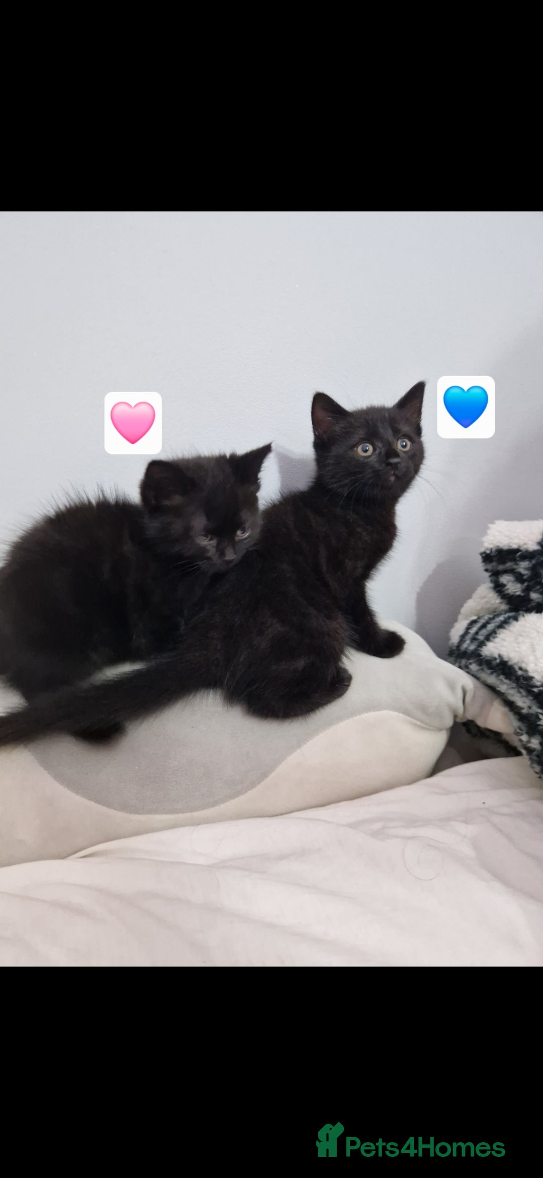 Mixed Breed cats for sale: Kittens - Advert 6