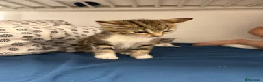 Bengal Kitten 2