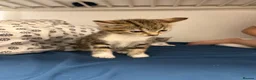Bengal cats for sale: 3 Beautiful Blue Bengal Kittens in Manchester - Advert 4