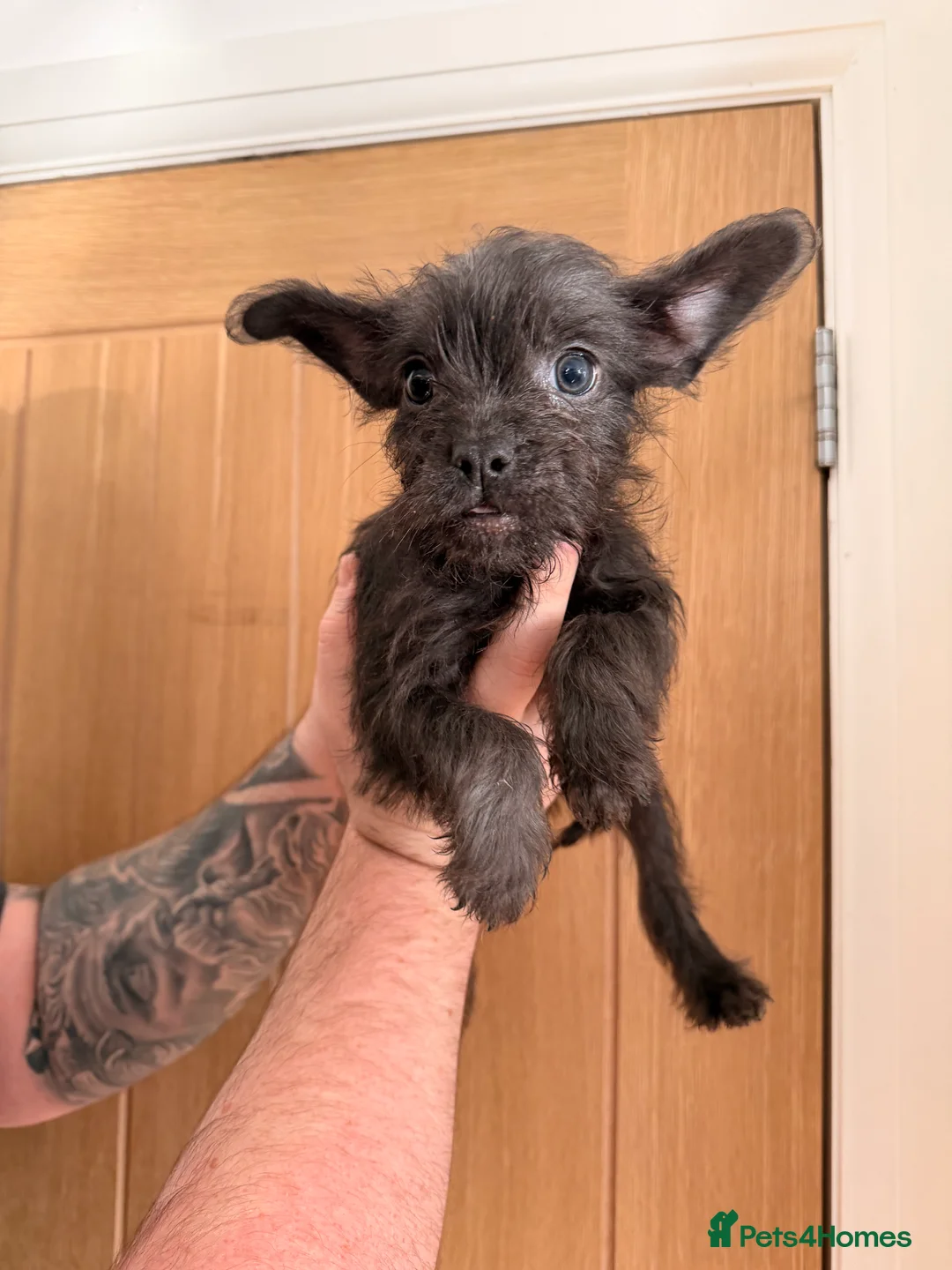 Mixed Breed dogs for sale: French yorkiepoo’s available now - Advert 3