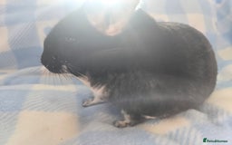 Chinchilla rodents for sale: Bonded mother and daughter pair - Image 17