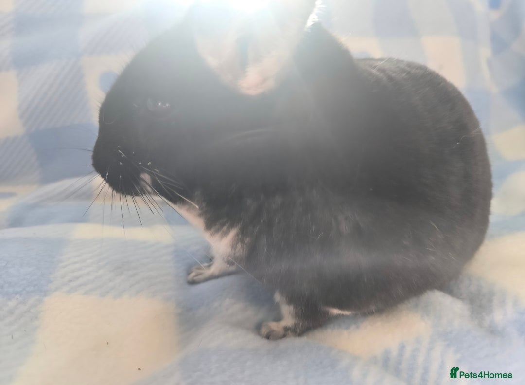Chinchilla rodents for sale: Bonded mother and daughter pair - Image 17
