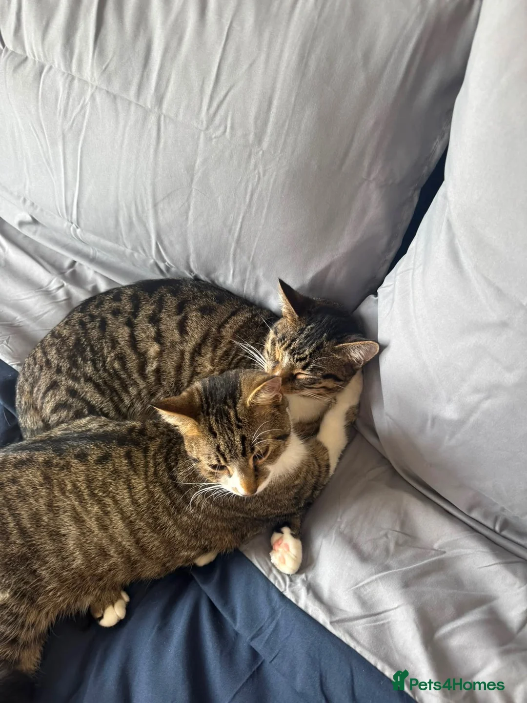 British Shorthair cats for sale: 2 cats free a good home  in Basildon - Advert 2