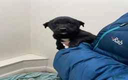 Borador dogs for sale: ⚫️lab x collie puppies ⚪️ - Advert 14