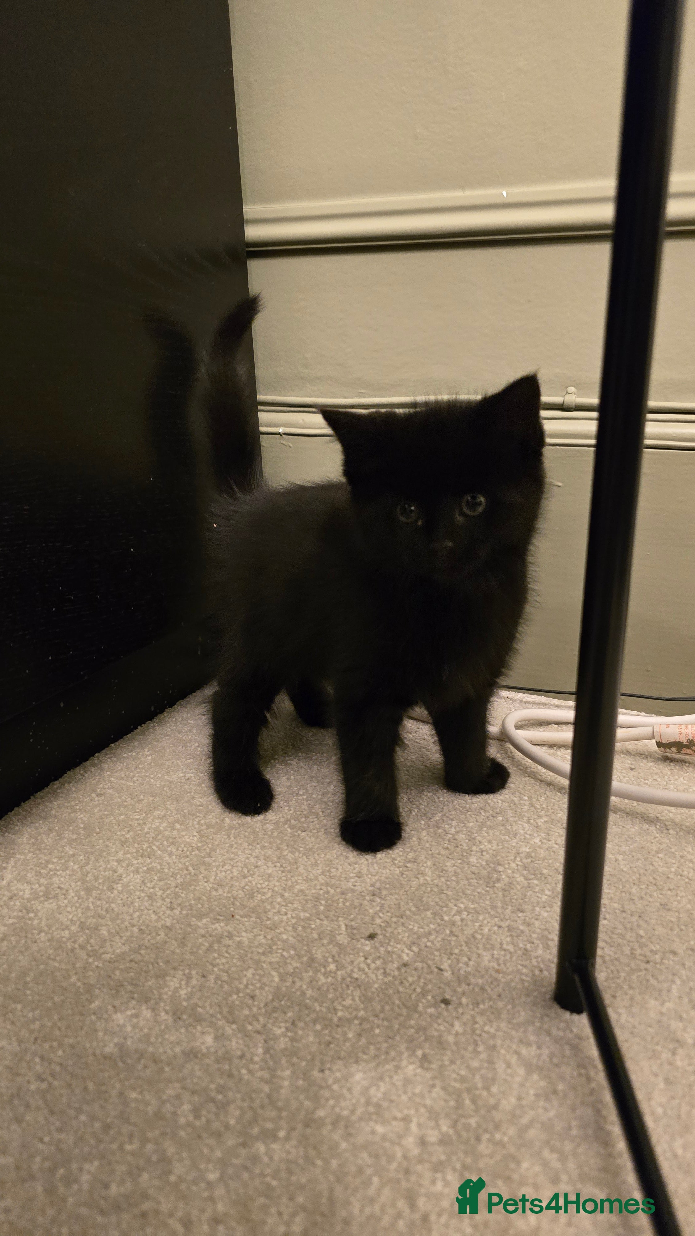 Maine Coon cats 7 Beautiful Maine Coon x Kittens - Advert 2