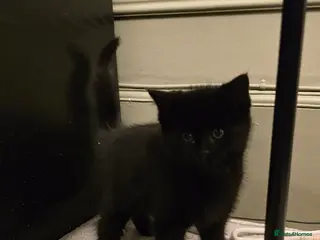 Maine Coon cats 7 Beautiful Maine Coon x Kittens - Advert 3