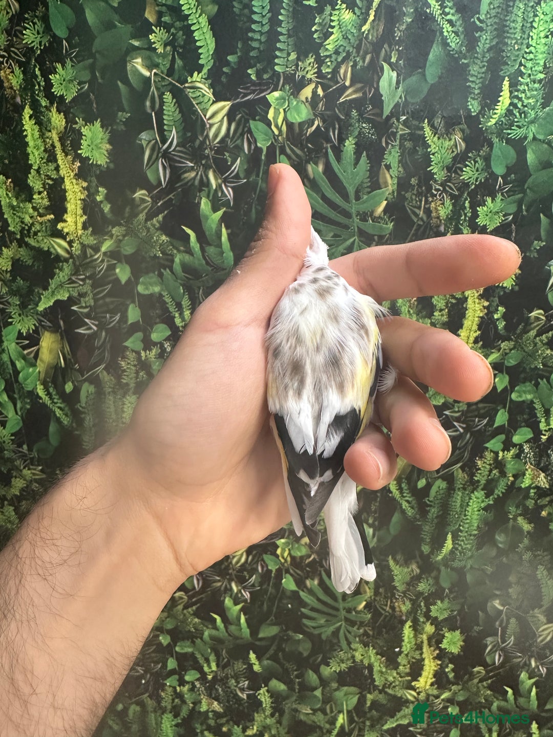 Finches birds for sale: Goldfinch for sale  - Image 11