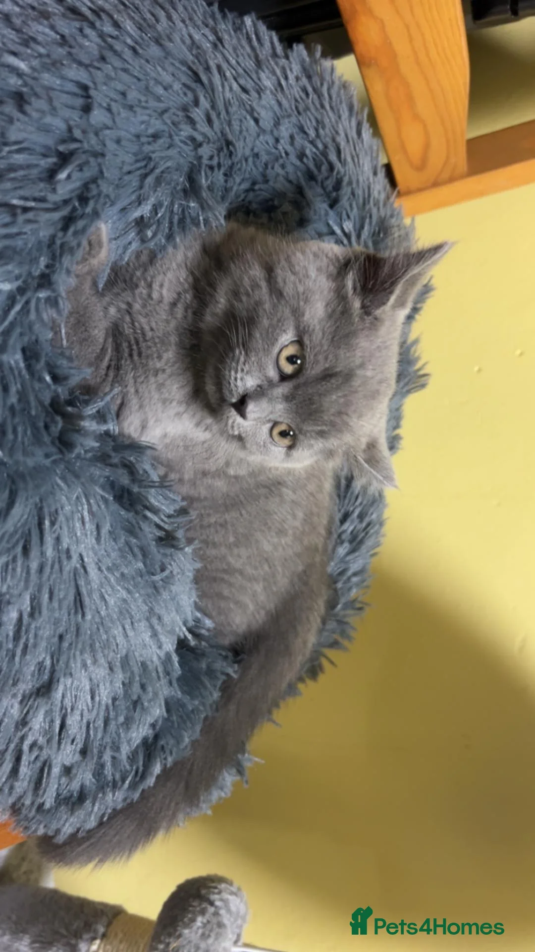 British Shorthair cats for sale: British Shorthair  in Rugby - Advert 7