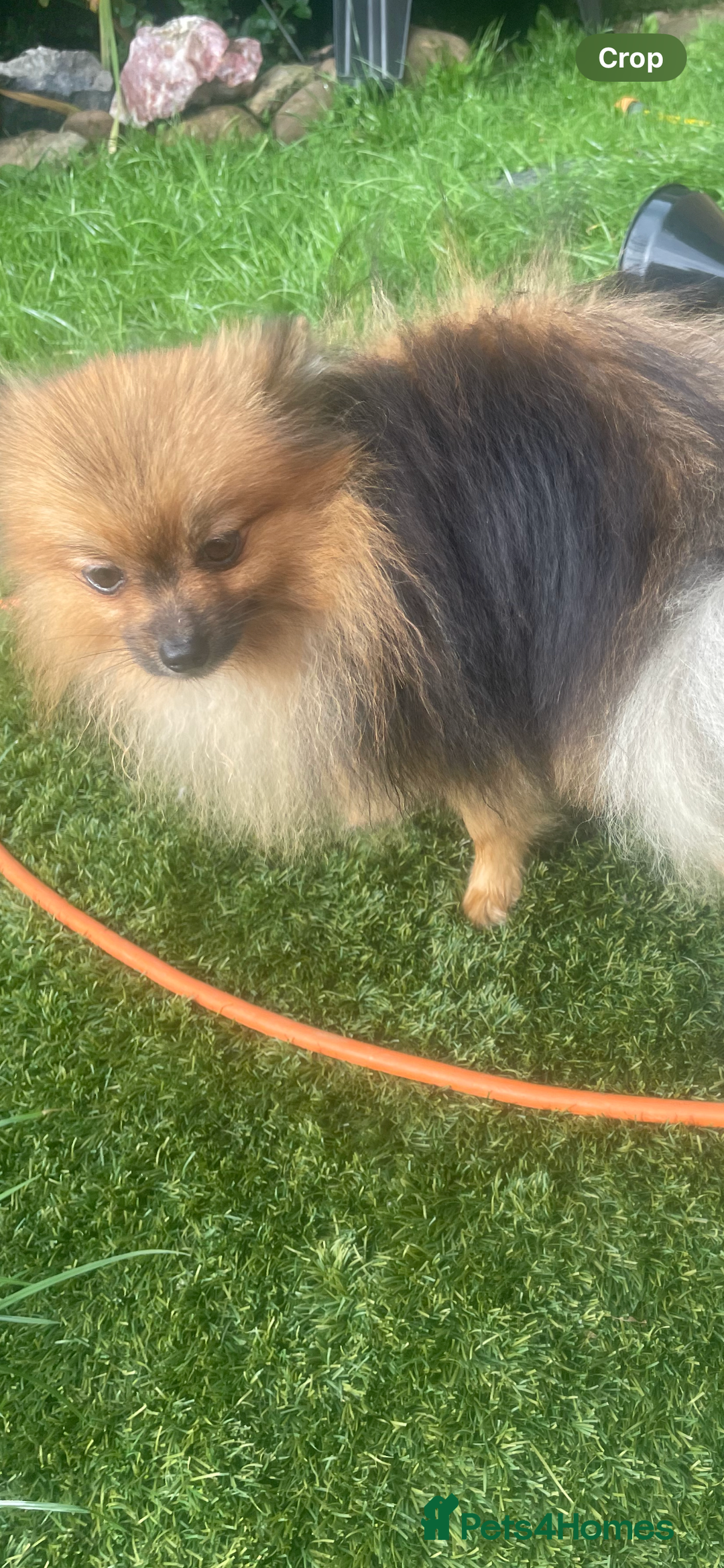 Pomchi dogs for sale: Miniature Pomchi puppies for sale - Advert 6