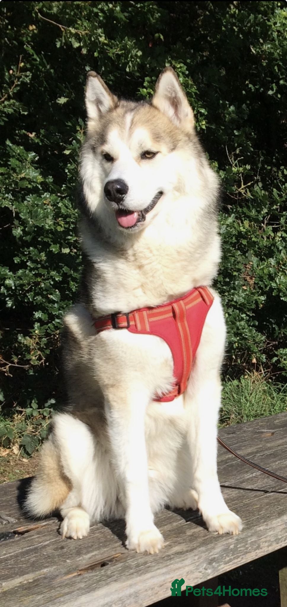 Siberian Husky dogs Siberian Husky Stud – Healthy & KC Registered - Advert 13