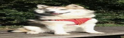 Siberian Husky dogs for stud: Siberian Husky Stud – Healthy & KC Registered in Lichfield - Advert 1