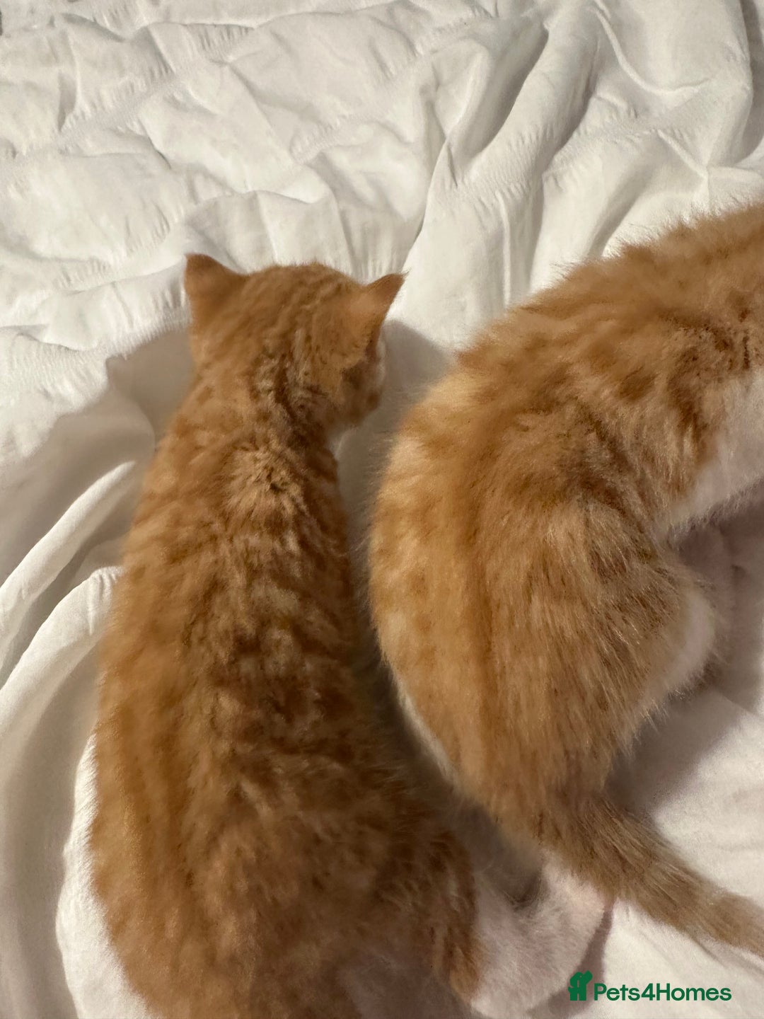 British Shorthair cats for sale: Kittens for loving homes  - Advert 10