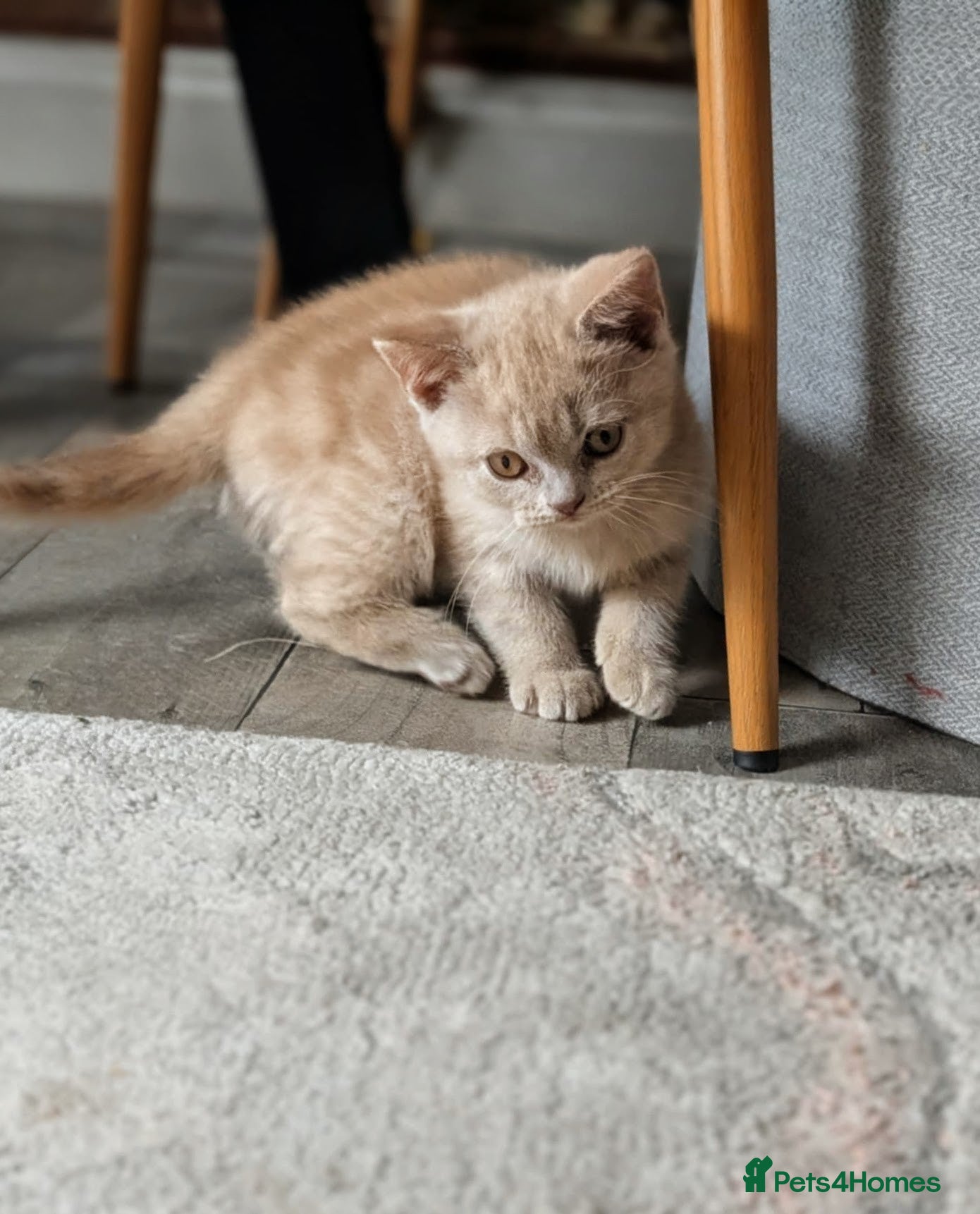 British Shorthair cats British shorthair  - Advert 2