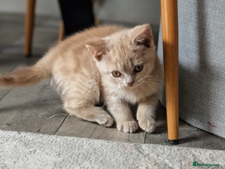 British Shorthair cats British shorthair - Advert 2