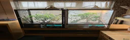 Chameleon reptiles for sale: Yemen Chameleon + Vivarium Setup Kit - Advert 2