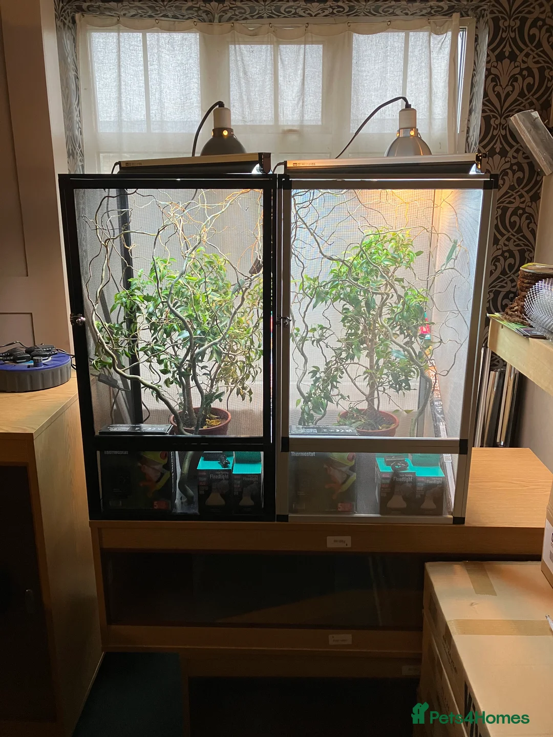 Chameleon reptiles for sale: Yemen Chameleon + Vivarium Setup Kit - Advert 2