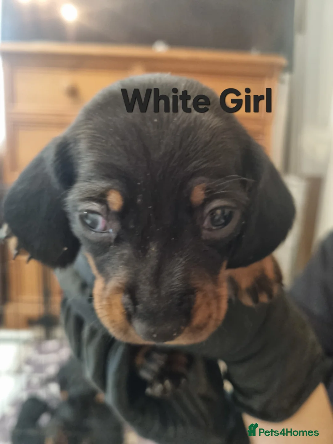 Miniature Dachshund dogs for sale: Gorgeous Miniature Dachschund puppies - Advert 2