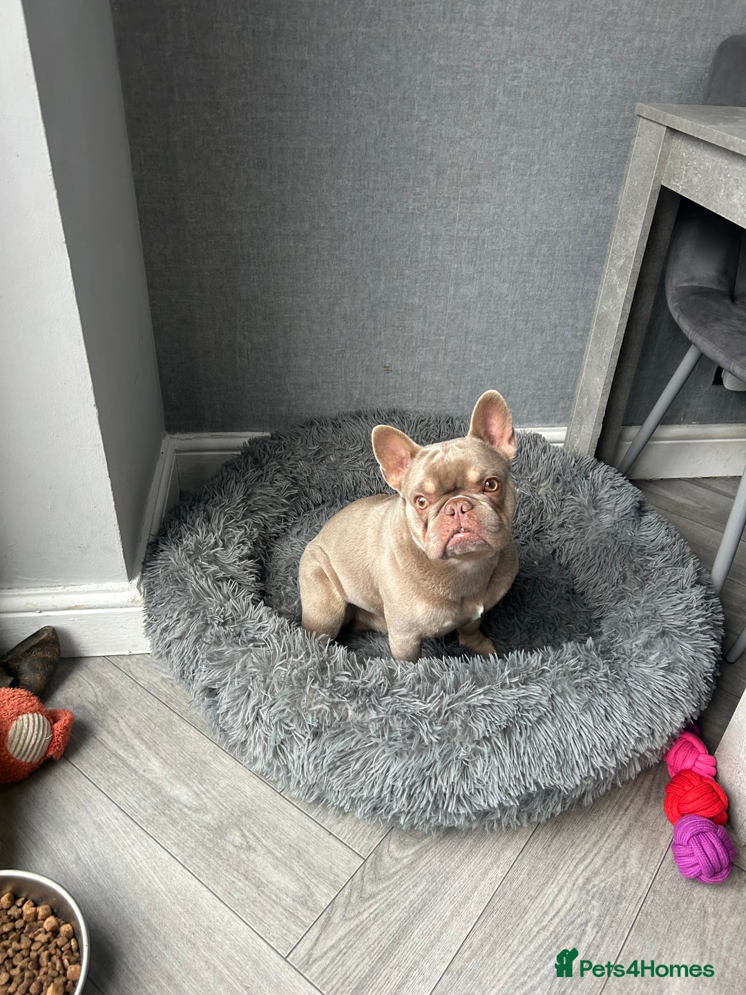 French Bulldog dogs for stud: Male for stud  in Hull - Advert 6