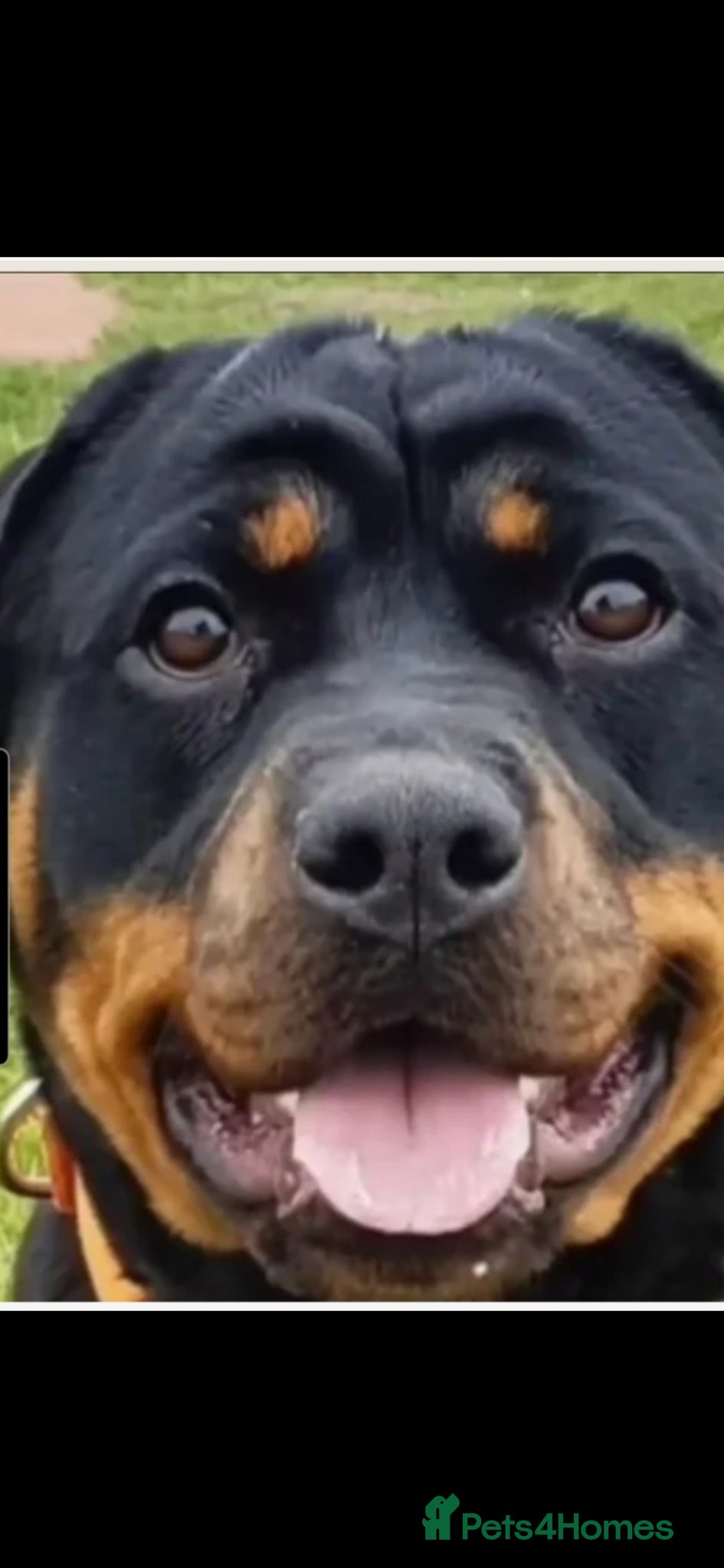 Rottweiler dogs Beautiful litter of rottweiller puppies - Advert 10