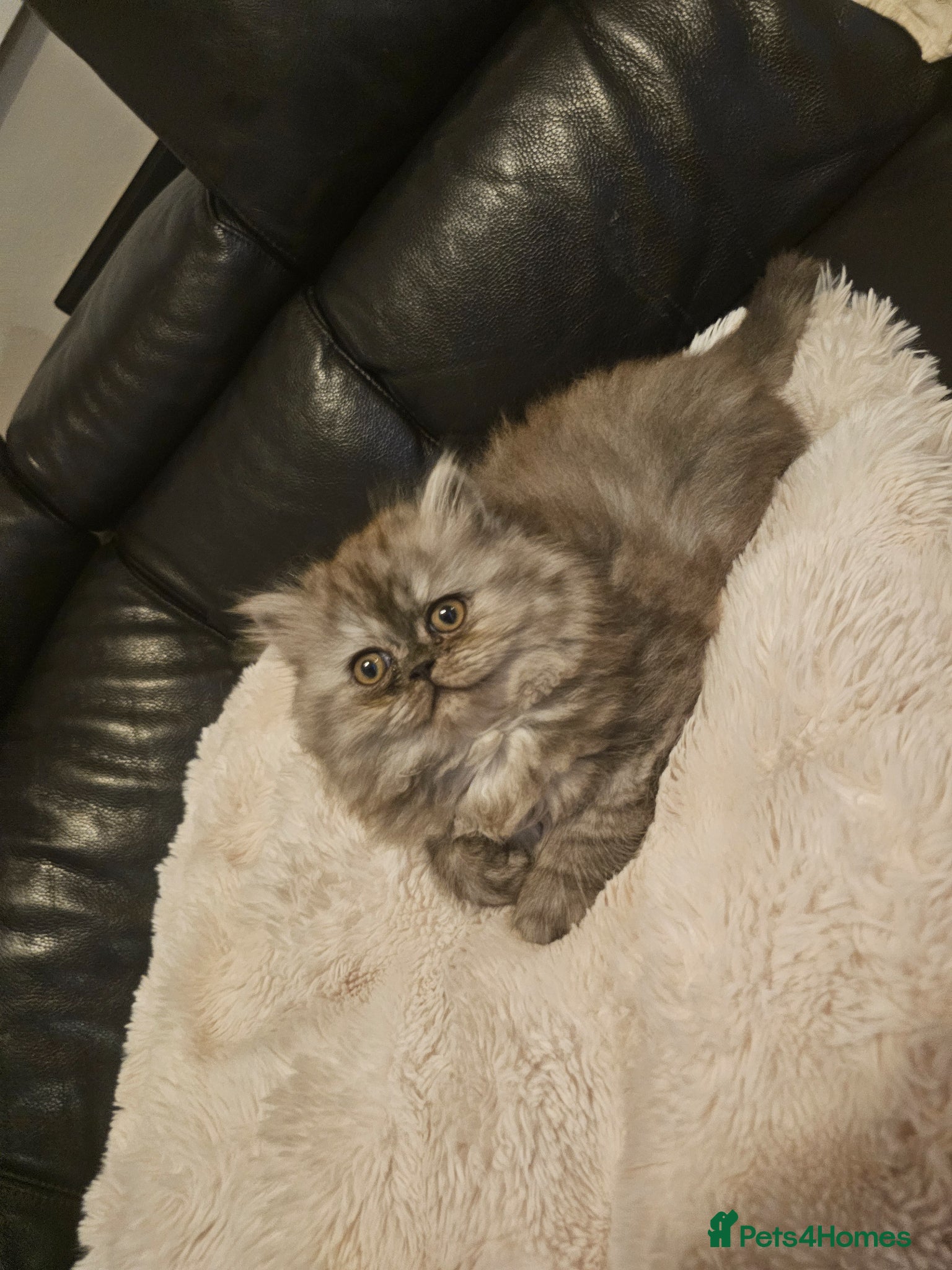 Persian cats URGENT 1 smoke girl. Reduced  - Advert 10