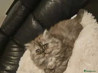 Persian cats URGENT 1 smoke girl. Reduced - Advert 10
