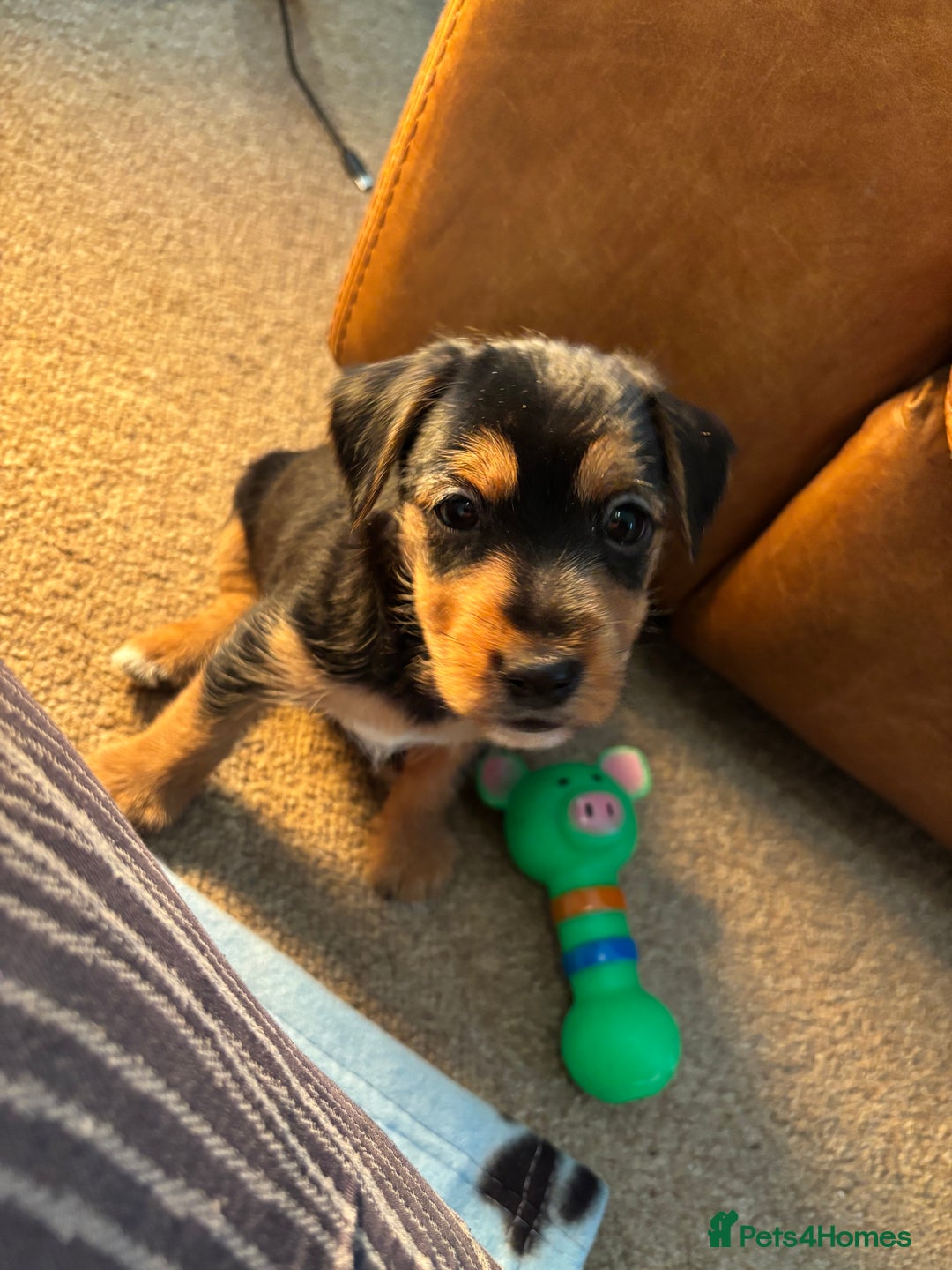 Jack Russell dogs for sale: Jack Russell terrier Pups!  - Advert 26