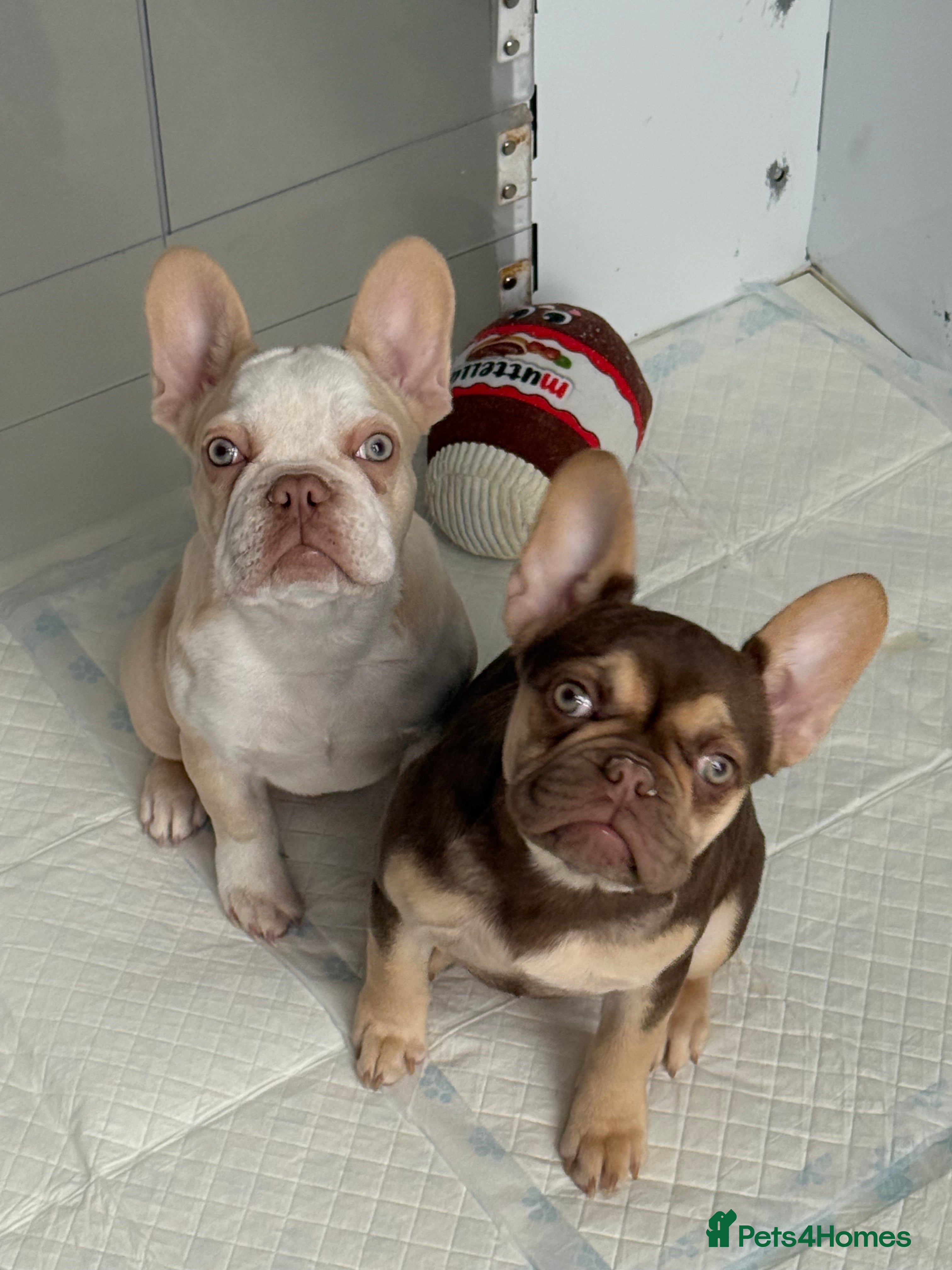 French Bulldog dogs Miss White X Kastro  - Advert 6