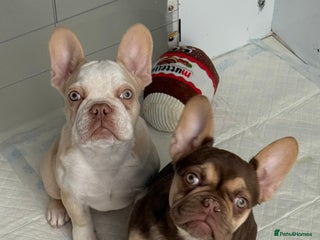 French Bulldog dogs Miss White X Kastro - Advert 3