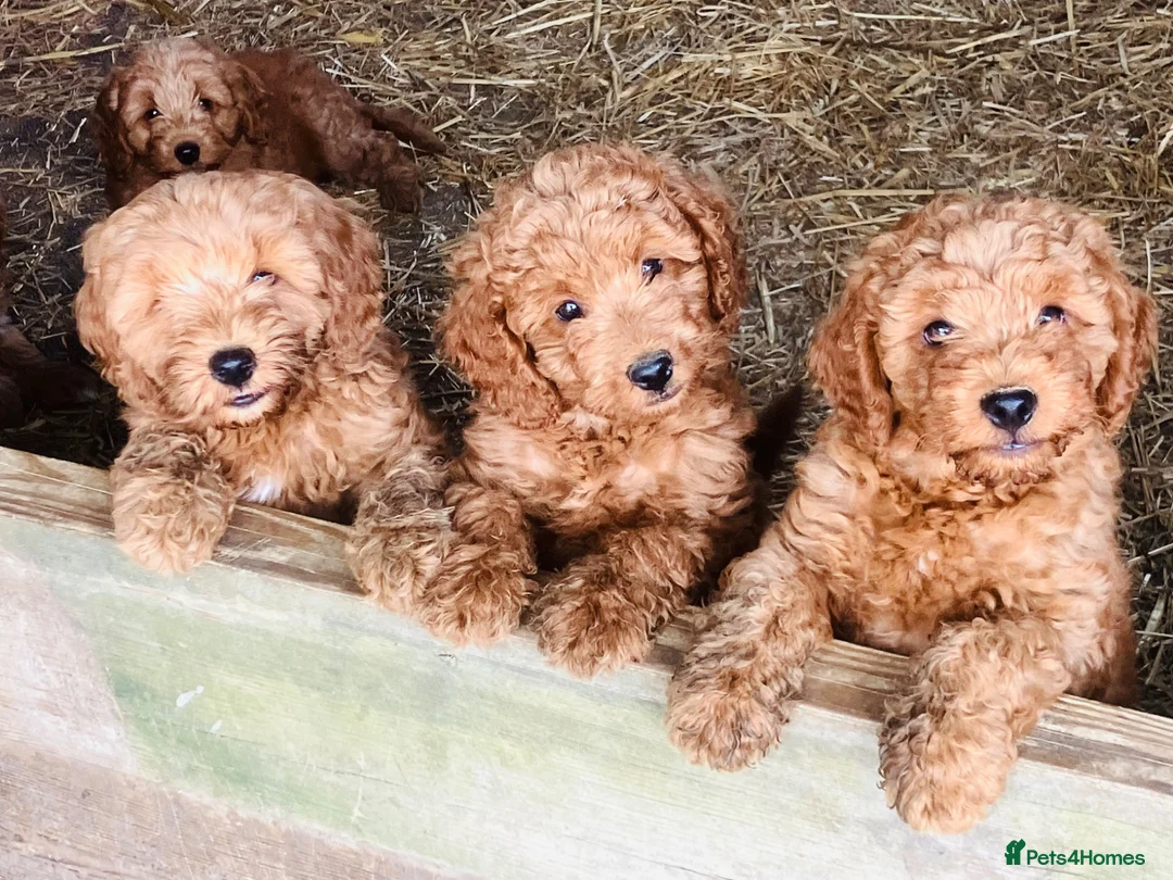 Cockapoo dogs for sale: Beautiful Cockapoos - Advert 1