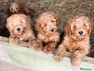 Cockapoo dogs Beautiful Cockapoos - Advert 1