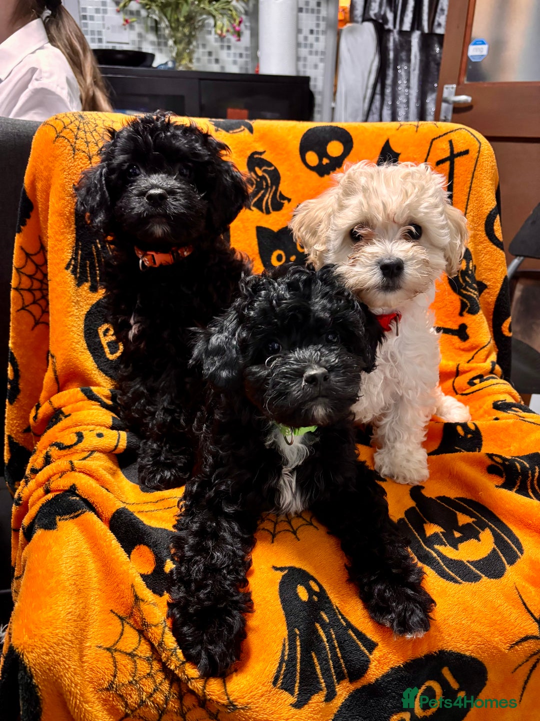 Cockapoo dogs for sale: 3 fluffy miniature cockpoo puppy’s  - Image 9