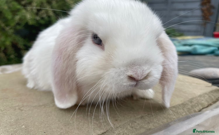 Mini Lop rabbits - Advert 9