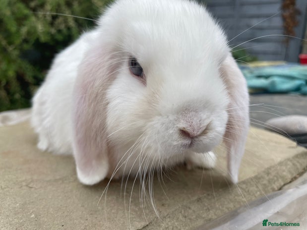 Mini Lop rabbits - Advert 6