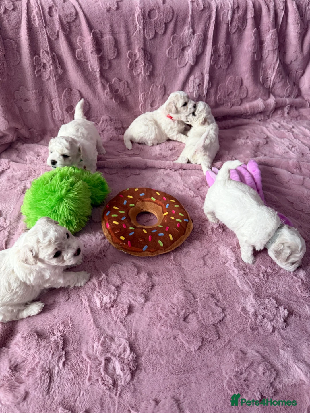 Bichon Frise dogs for sale: Pure breed Bichon Frise - 5 generation pedigree  in Burton-on-Trent - Advert 2