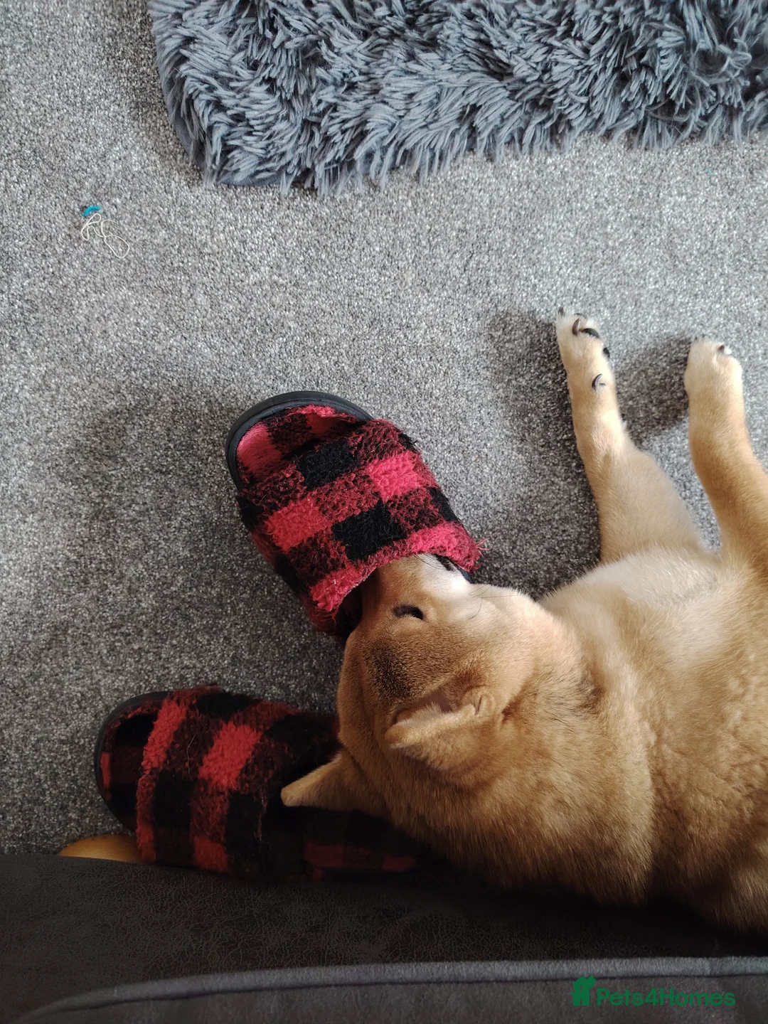 Japanese Shiba Inu dogs for sale: KC Reg Japanese Shiba Inu Male - Advert 7