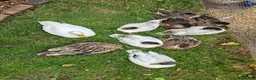 Ducks poultry for sale: 8 call duck ducklings for sale in Cambridge - Advert 1