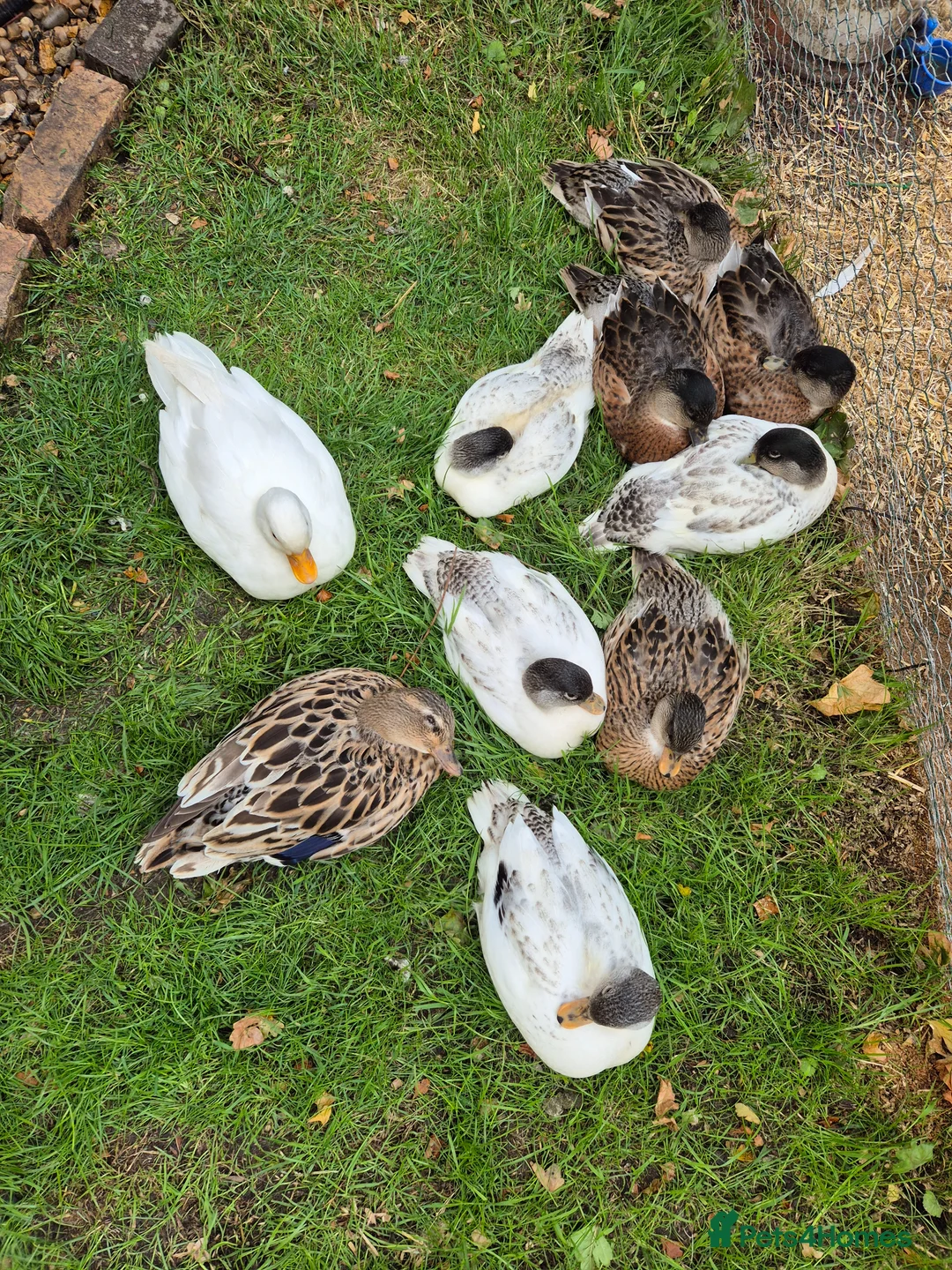 Ducks poultry for sale: 8 call duck ducklings for sale in Cambridge - Advert 1