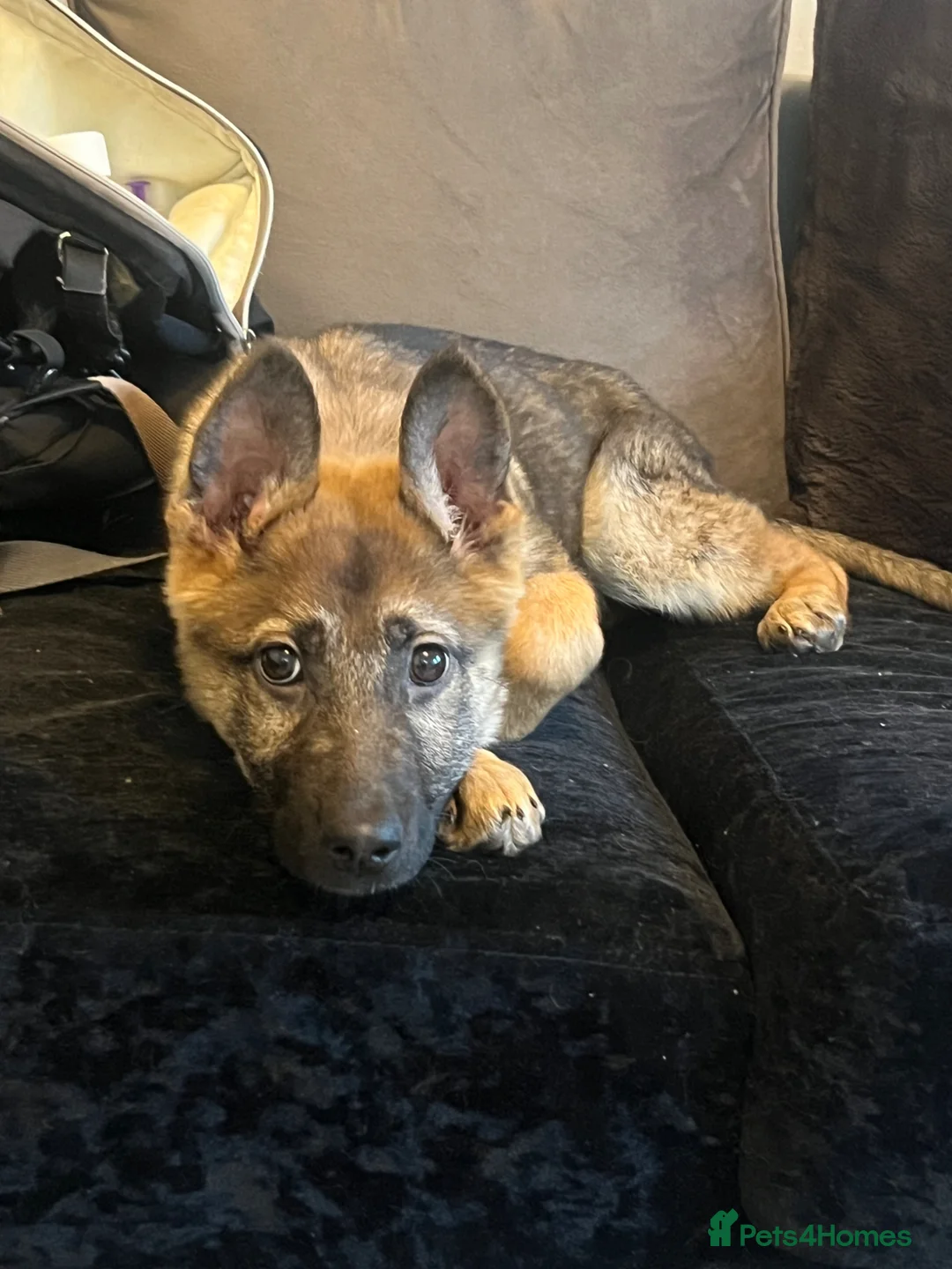 German Shepherd dogs for sale: czech Shepherd  - Advert 3