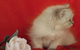 Siberian cats for sale: Siberian kittens for sale  - Image 5