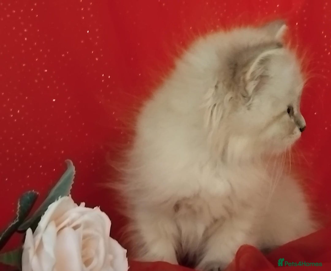 Siberian cats for sale: Siberian kittens for sale  - Image 5