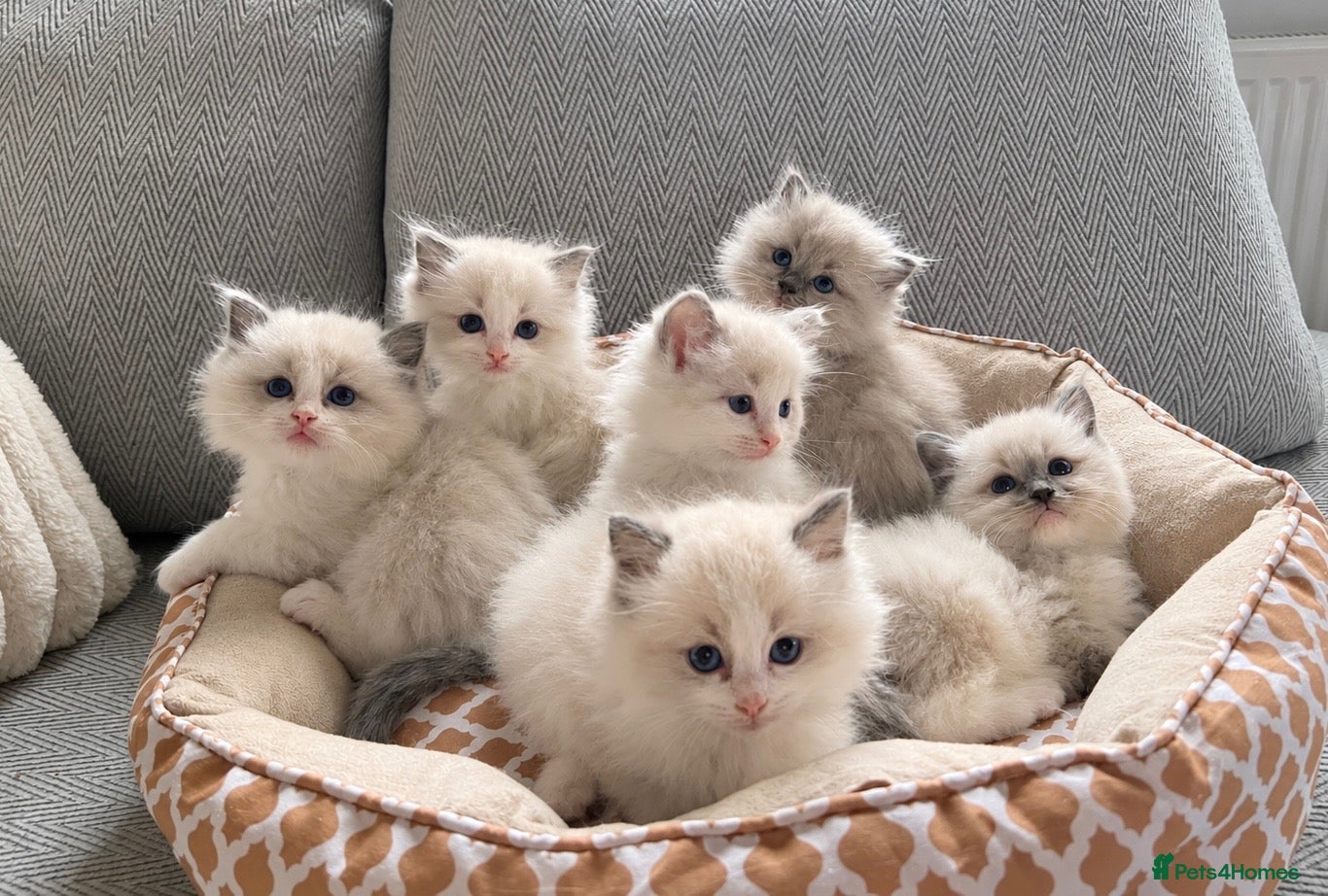 Ragdoll cats for sale: Gorgeous Ragdoll kittens  - Advert 5
