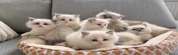 Ragdoll cats for sale: Gorgeous Ragdoll kittens  - Advert 1