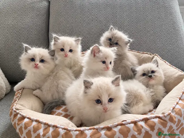 Ragdoll cats for sale: Gorgeous Ragdoll kittens - Advert 15