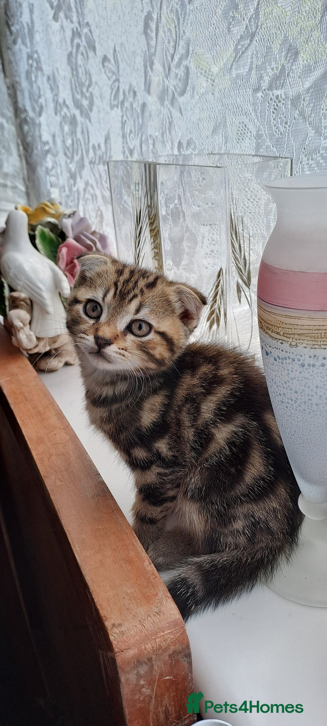 Scottish Fold cats for sale: Beautiful kittens ready for forever loving homes  - Image 11