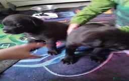 Mixed Breed dogs for sale: German shepard x cane corso - Image 4